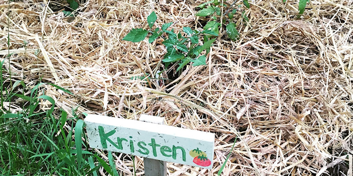 Plant the seed start gardening