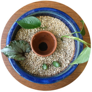 plant cuttings in a rooting pot