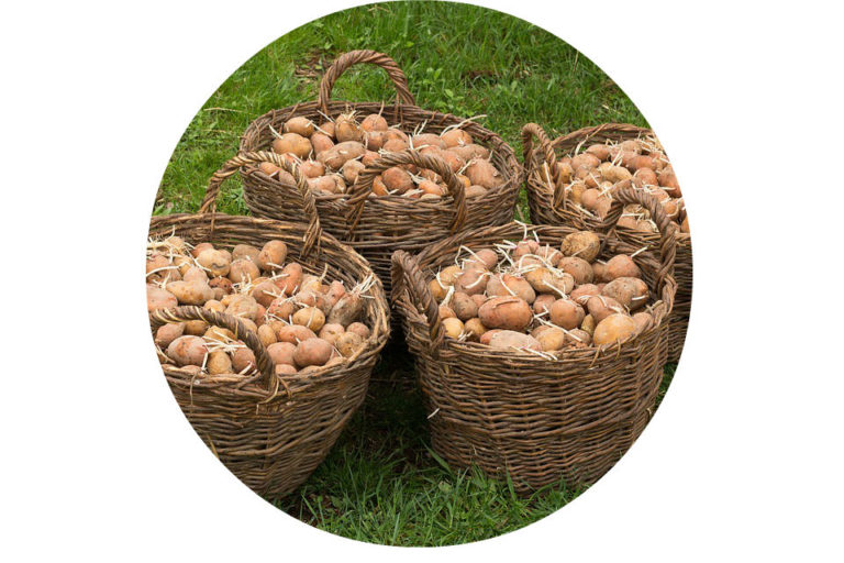 baskets of potatoes