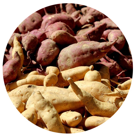 Sweet Potatoes Growing Guide Kidsgardening