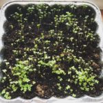 keep growing this winter keep growing in winter