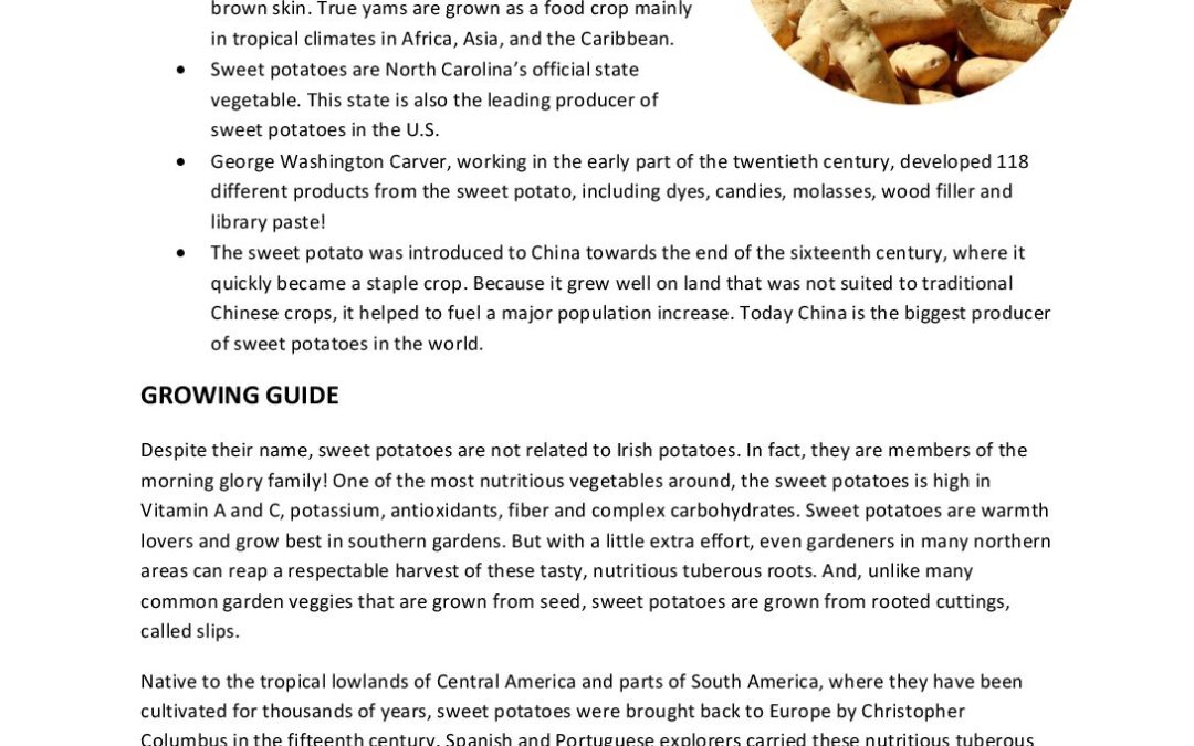 Sweet Potato Growing Guide KidsGardening