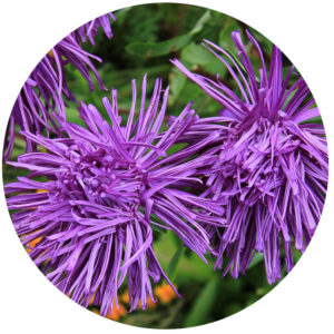 botanical names