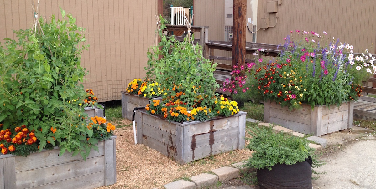 school garden school garden