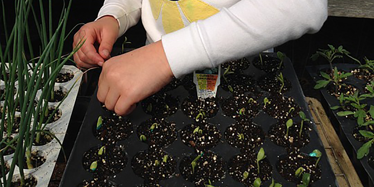 seed starting kids gardening kids starting seeds