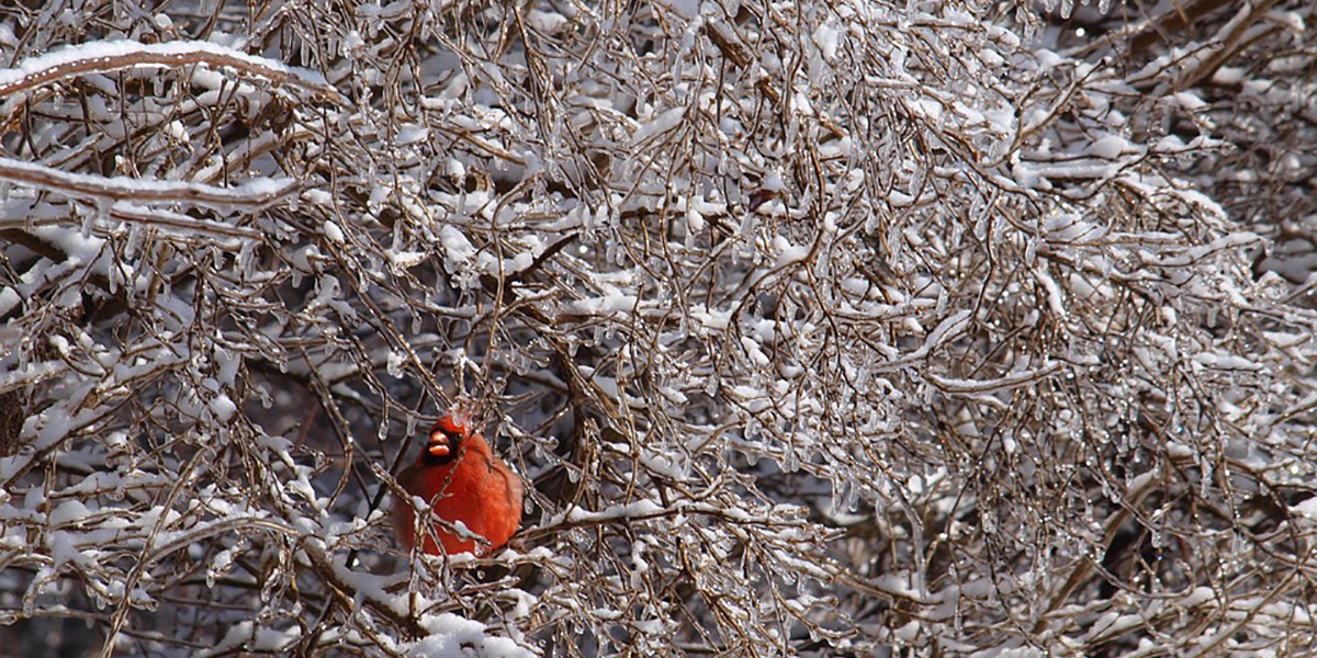 planting for winter birds