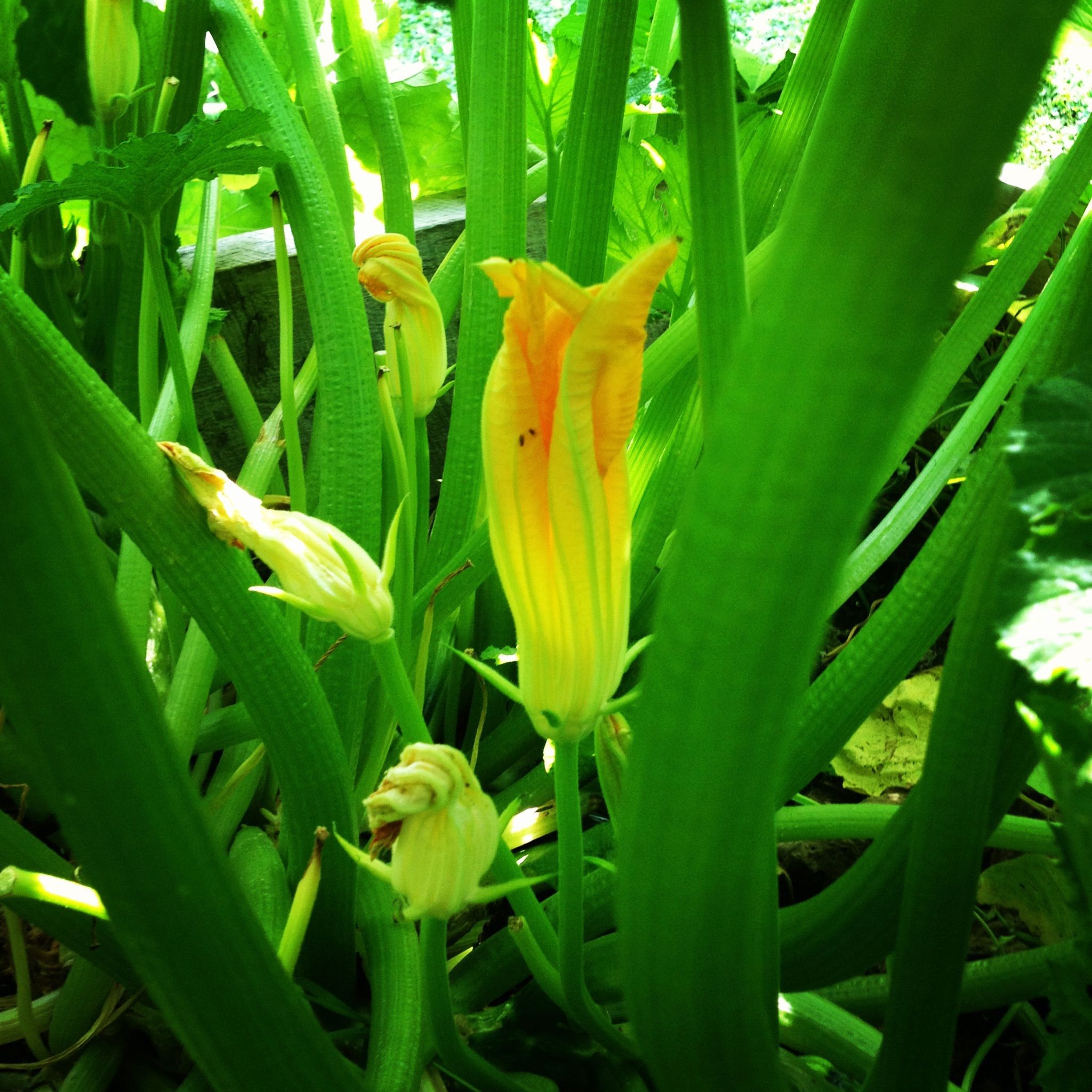 edible flowers
