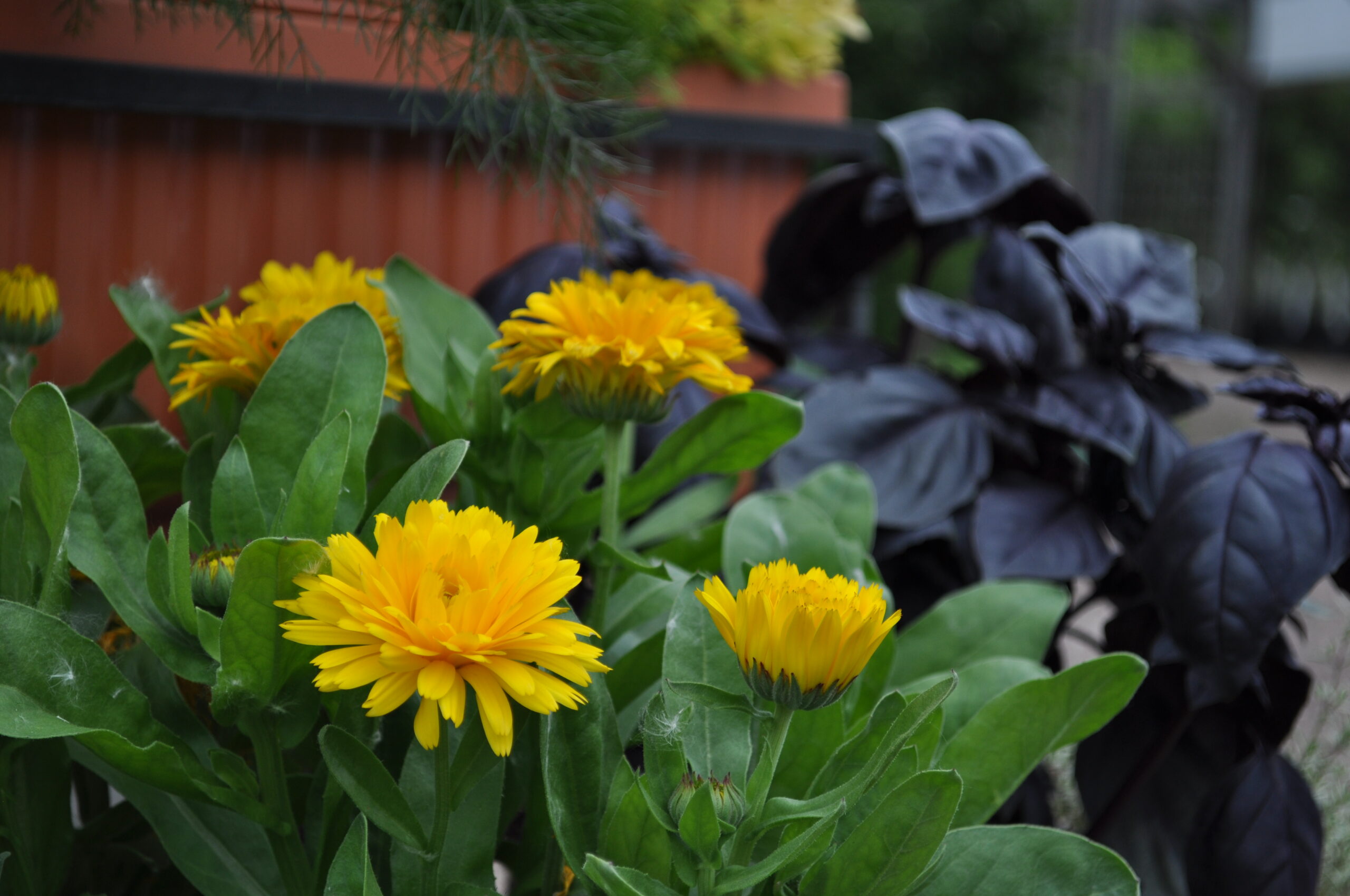 edible flowers