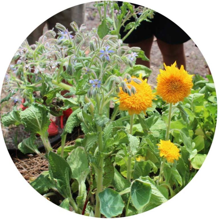 Growing Guide Edible Flowers KidsGardening