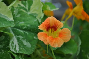 edible flowers