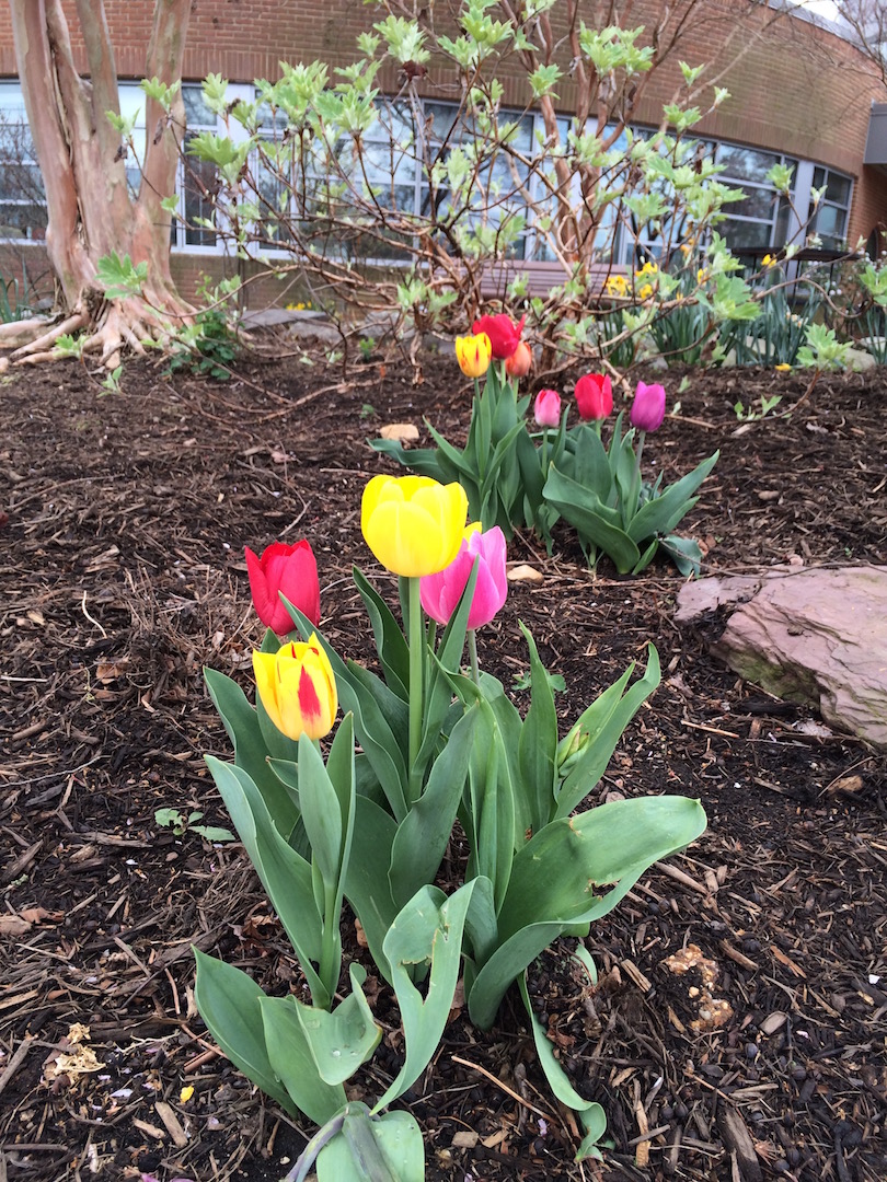 tulips
