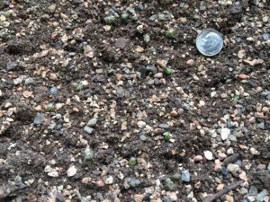 growing cactus from seed
