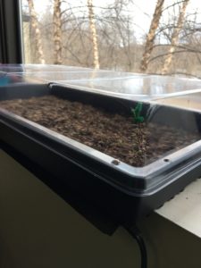 growing cactus from seed