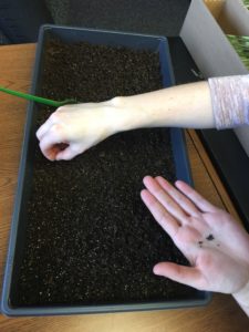 growing cactus from seed