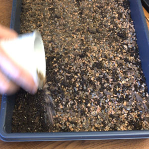 starting cactus from seed
