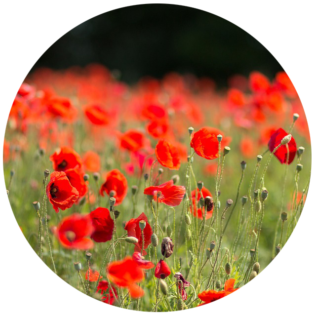 A beautiful, bright red Poppy flower in full bloom and growing in