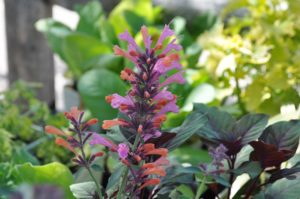 how to welcome pollinators