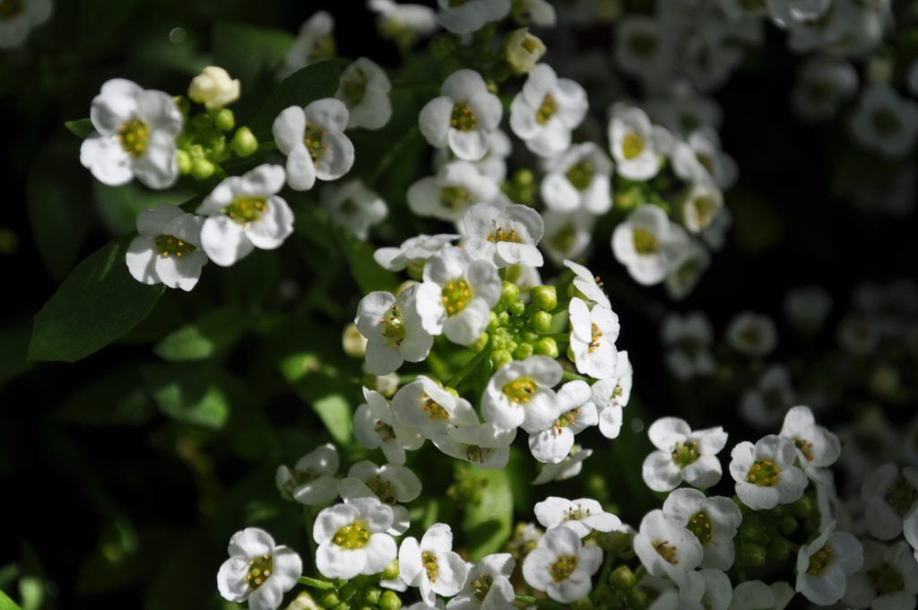 Alyssum