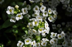how to welcome pollinators