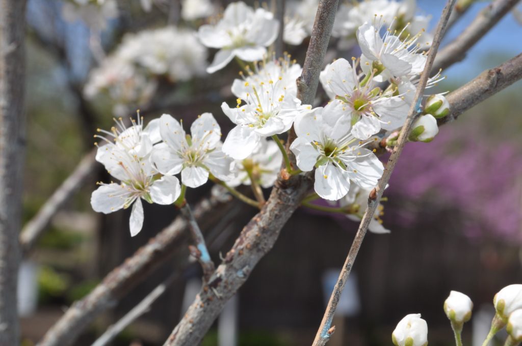 Beach plum