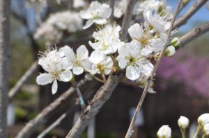 how to welcome pollinators