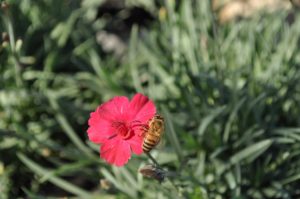 how to welcome pollinators