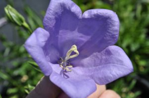 welcome pollinators