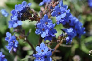 how to welcome pollinators