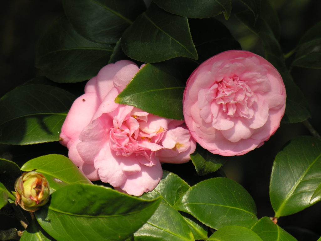 Camellia - double bloom