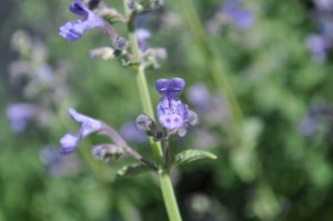 how to welcome pollinators