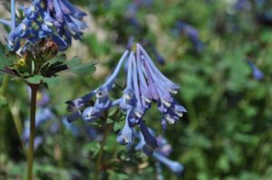 how to welcome pollinators