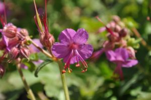 how to welcome pollinators