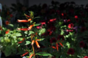 how to welcome pollinators