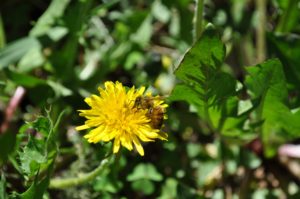 how to welcome pollinators