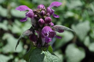 how to welcome pollinators