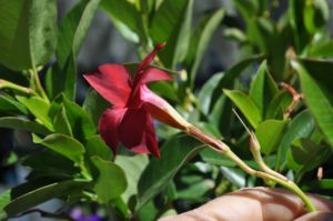 how to welcome pollinators