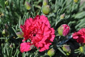 how to welcome pollinators
