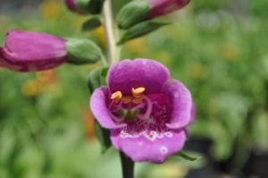 how to welcome pollinators