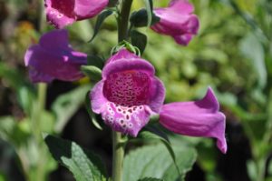 how to welcome pollinators