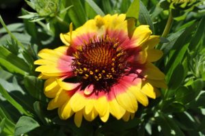 how to welcome pollinators