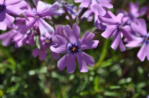 how to welcome pollinators