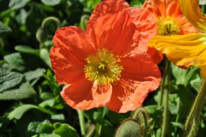 how to welcome pollinators