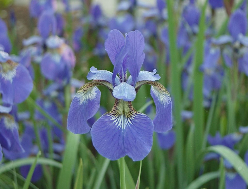 Iris; nectar guide: stripes and spots