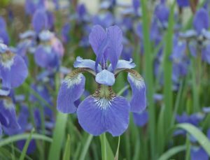 how to welcome pollinators