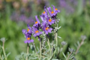 how to welcome pollinators
