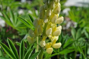 how to welcome pollinators
