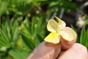 how to welcome pollinators