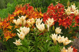 How to welcome pollinators