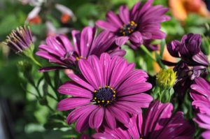 how to welcome pollinators