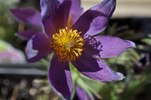 how to welcome pollinators